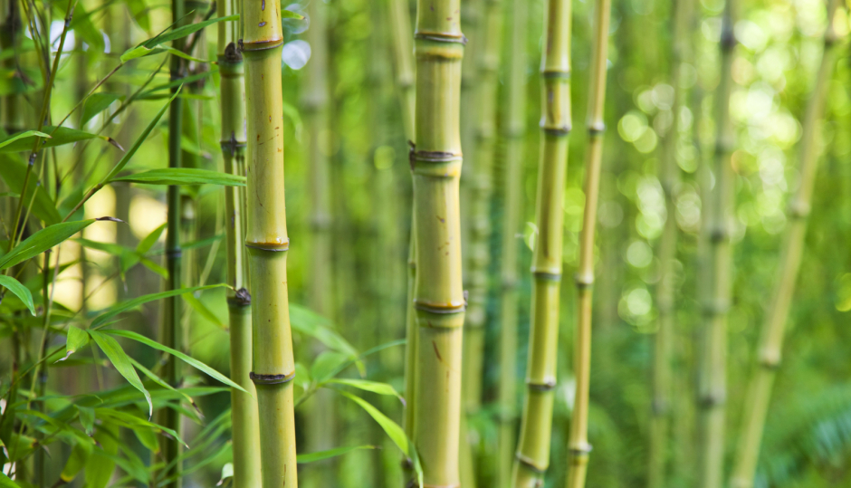 parquet bamboo a milano